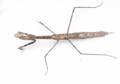 Archimantis gracilis