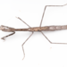 Archimantis gracilis - Photo (c) Cael Gallery, some rights reserved (CC BY-NC), uploaded by Cael Gallery