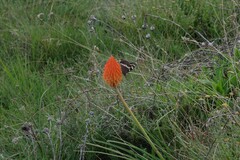 Aeropetes tulbaghia