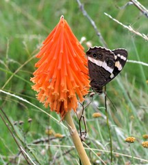 Aeropetes tulbaghia