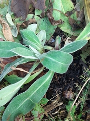 Centaurea