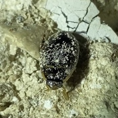 Thermonectus basillaris basillaris