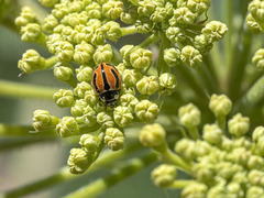 Coccinella miranda