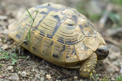 Testudo hermanni