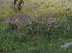 Dierama pulcherrimum