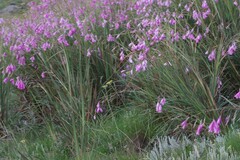 Dierama pulcherrimum
