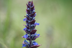 Ajuga