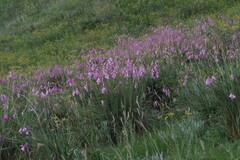 Dierama pulcherrimum