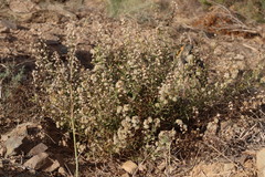 Brickellia veronicifolia