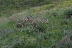 Dierama pulcherrimum