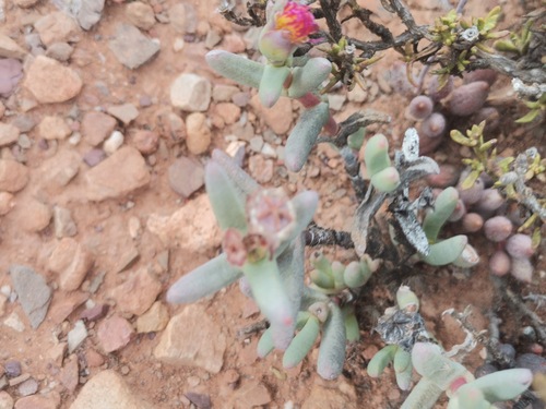 Hereroa tenuifolia L.Bolus