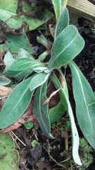 Centaurea