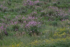 Dierama pulcherrimum