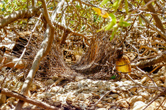 Chlamydera guttata