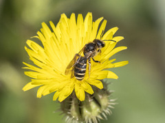 Halictus fulvipes