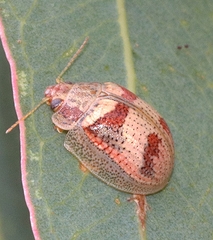 Paropsisterna