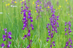 Anacamptis palustris elegans