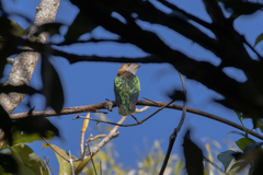 Chrysococcyx maculatus
