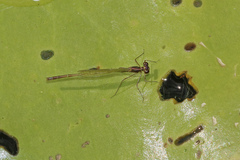 Austrocnemis splendida