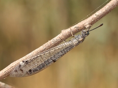 Bandidus canifrons