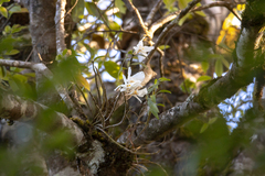 Dendrobium infundibulum