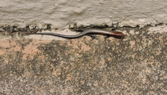 Panaspis wahlbergii