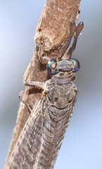Bandidus canifrons