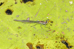 Austrocnemis splendida