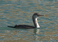 Phalacrocorax punctatus