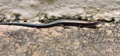 Panaspis wahlbergii