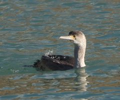 Phalacrocorax punctatus