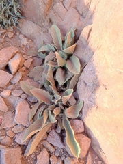 Verbascum sinaiticum