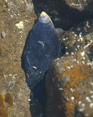 Mytilus planulatus