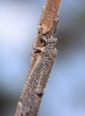 Bandidus canifrons