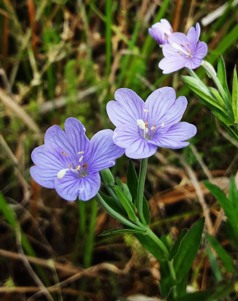 Willowherb in February 2023 by Chris Jonkers. Veronica gracilis maybe ...
