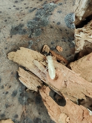 Kalotermes