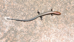 Panaspis wahlbergii