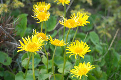 Doronicum