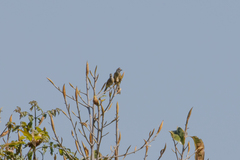 Pycnonotus flavescens