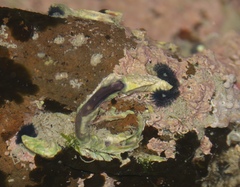 Spirobranchus cariniferus