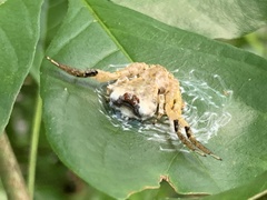 Phrynarachne ceylonica