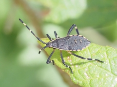 Gelonus tasmanicus