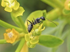 Camponotus feae