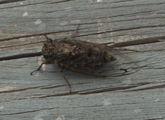 Amphipsalta strepitans