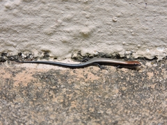 Panaspis wahlbergii
