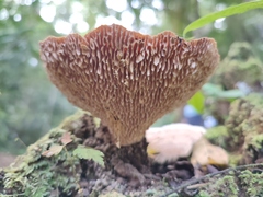 Trametes tenuis