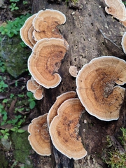 Trametes tenuis