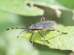 Gelonus tasmanicus