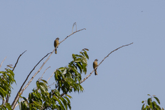 Pycnonotus flavescens
