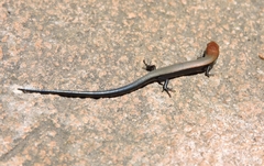 Panaspis wahlbergii